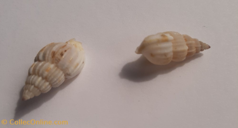 Phos varicosum conchas y fosiles gastropoda phos varicosum
