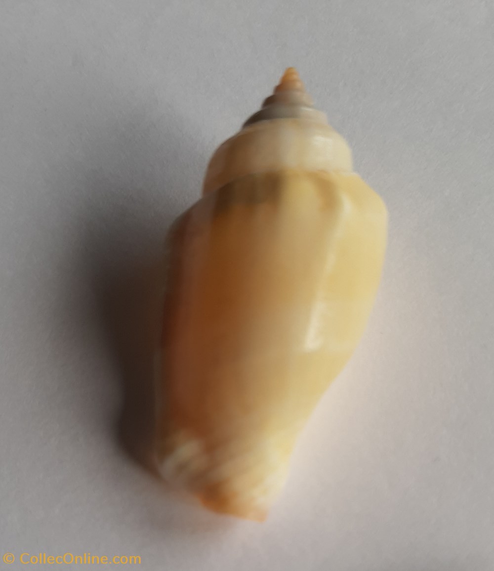 Strombus mutabilis conchas y fosiles gastropoda strombus mutabilis
