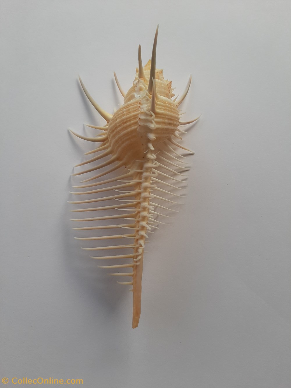 conchas y fosiles gastropoda murex pecten