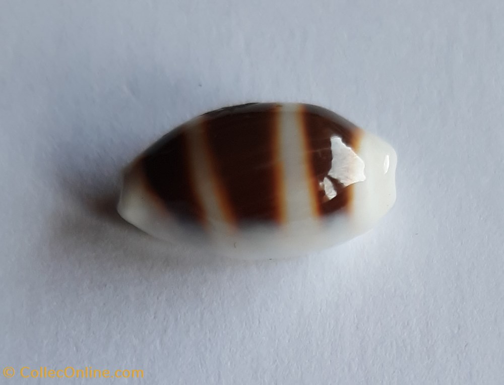 Cypraea palmadusta asellus conchas fosiles gastropoda cypraea palmadusta asellus