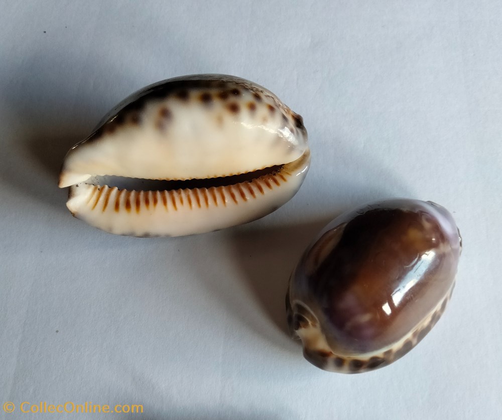 Mauritia eglantina violet conchas y fosiles gastropoda mauritia eglantina violet