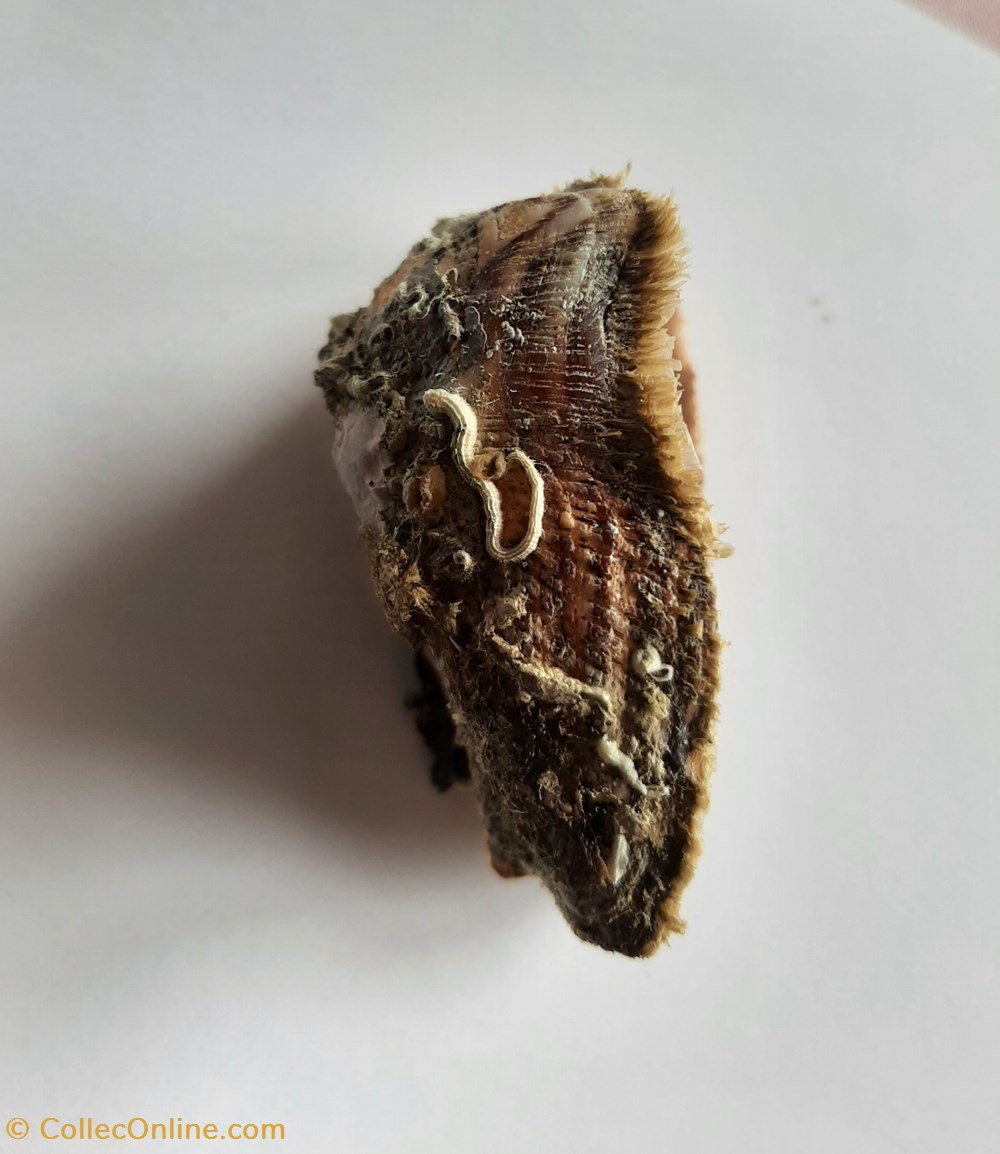 Arca noae 2 conchas y fosiles bivalvia arca noae