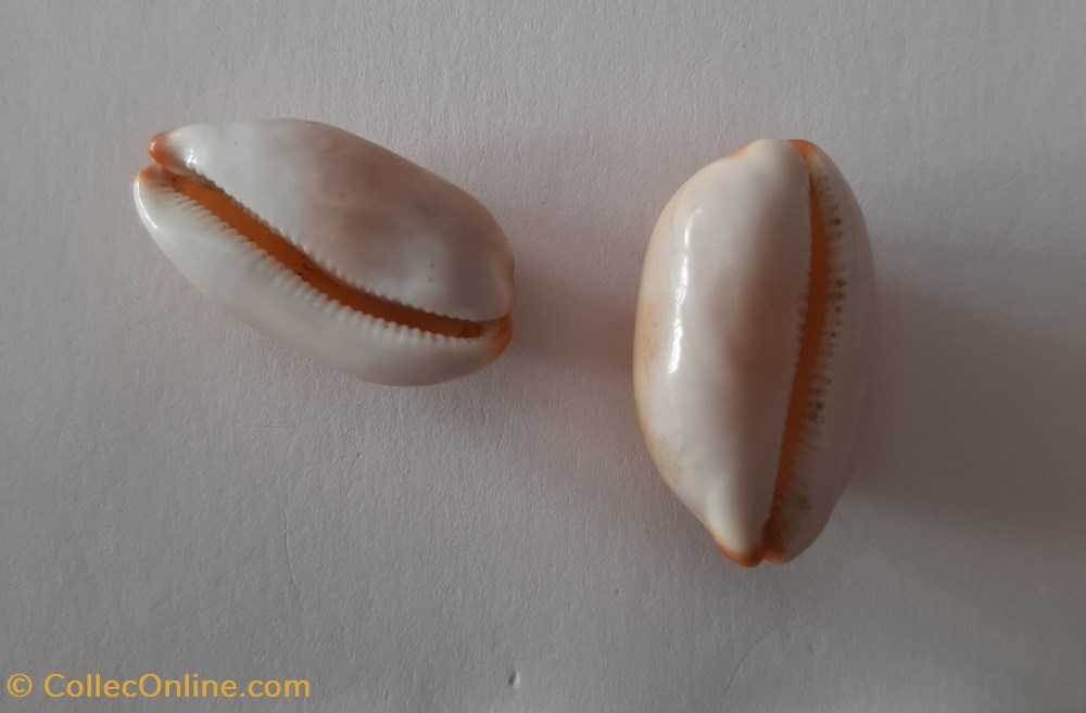 Cypraea Luria Isabella conchas fosiles gastropoda cypraea luria isabella