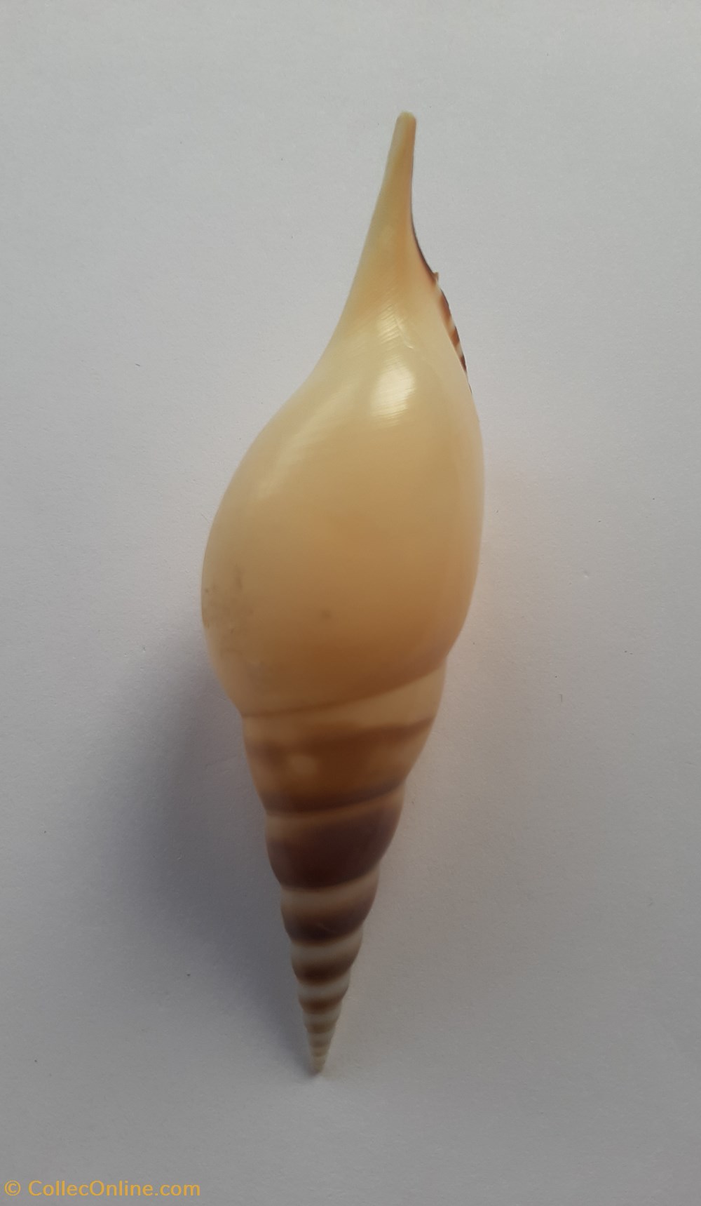conchas y fosiles gastropoda tibia rostellaria martinii