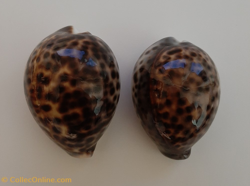Cypraea Tigris conchas fosiles gastropoda cypraea tigris