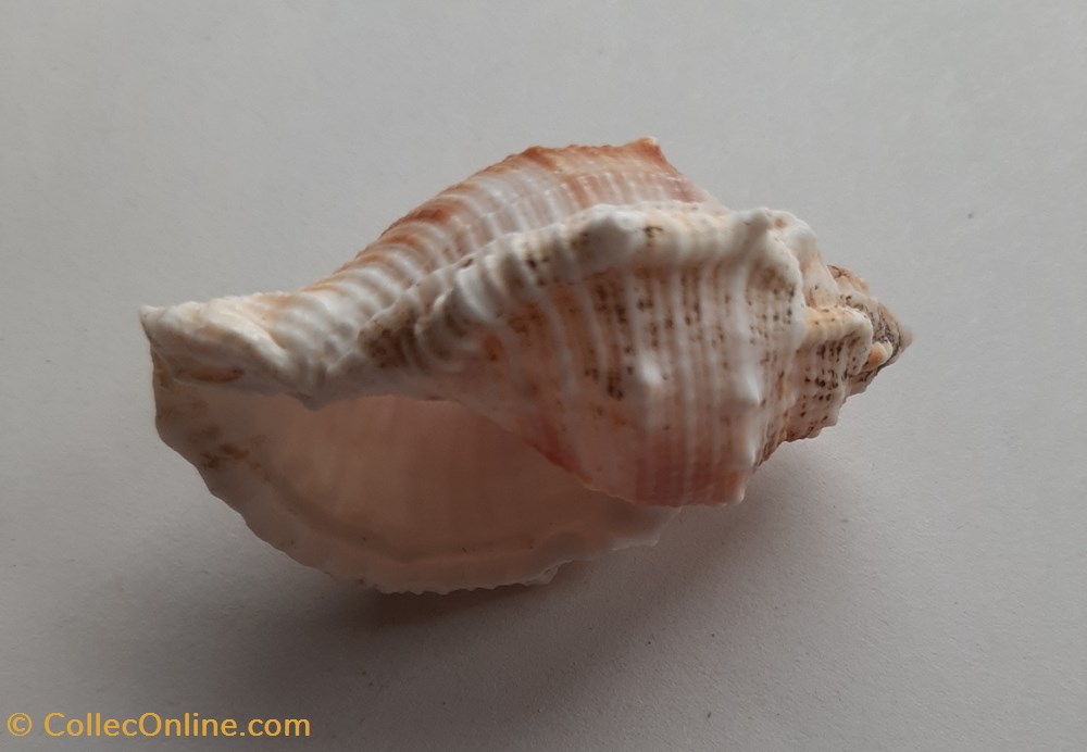conchas y fosiles gastropoda bufonaria rana