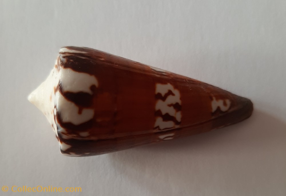 Conus Generalis conchas y fosiles conus generalis
