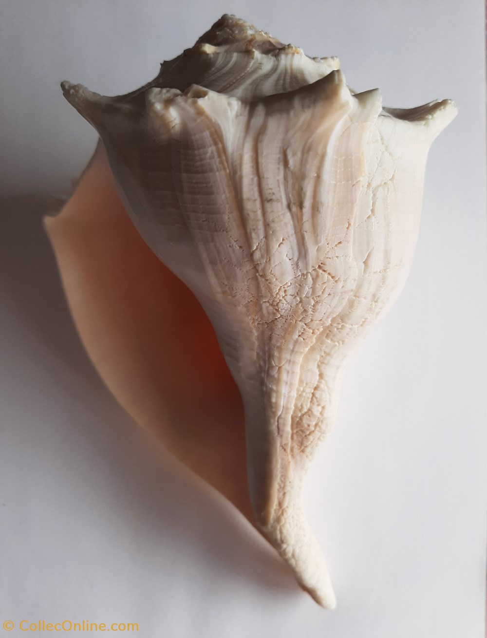 conchas y fosiles gastropoda busicon contrarium