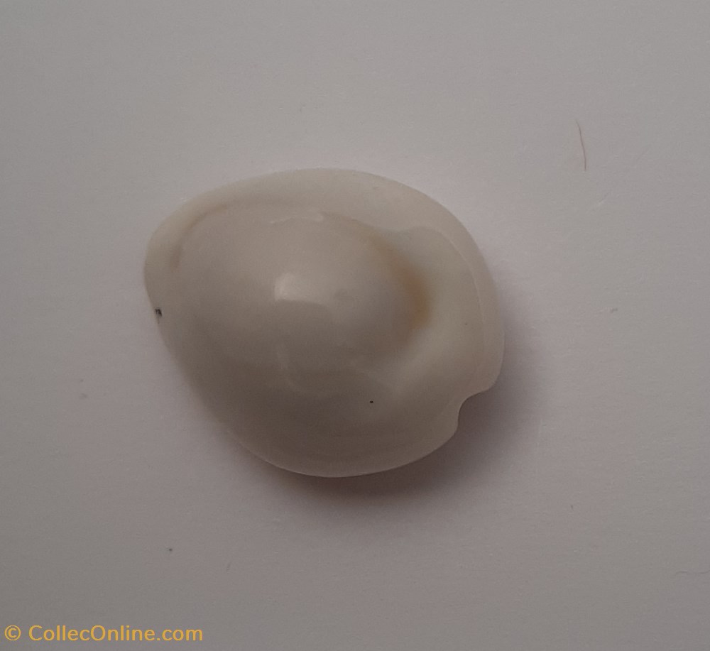 Cypraea monetaria Annulus conchas fosiles gastropoda cypraea monetaria annulus
