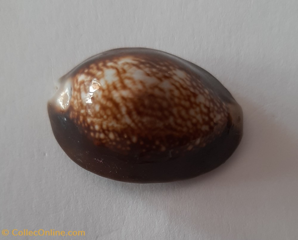 Cypraea monetaria Caputserpentis conchas fosiles gastropoda cypraea monetaria caputserpentis