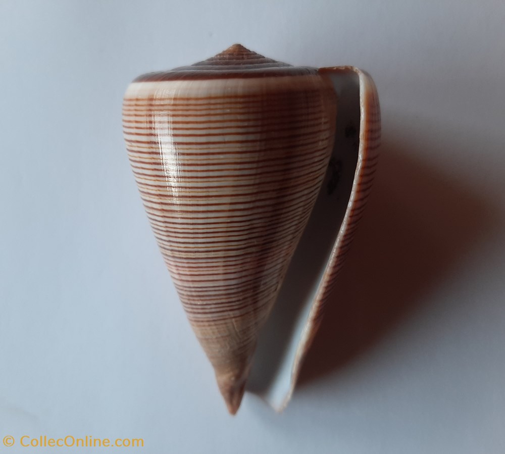 Conus Figulinus conchas y fosiles conus figulinus