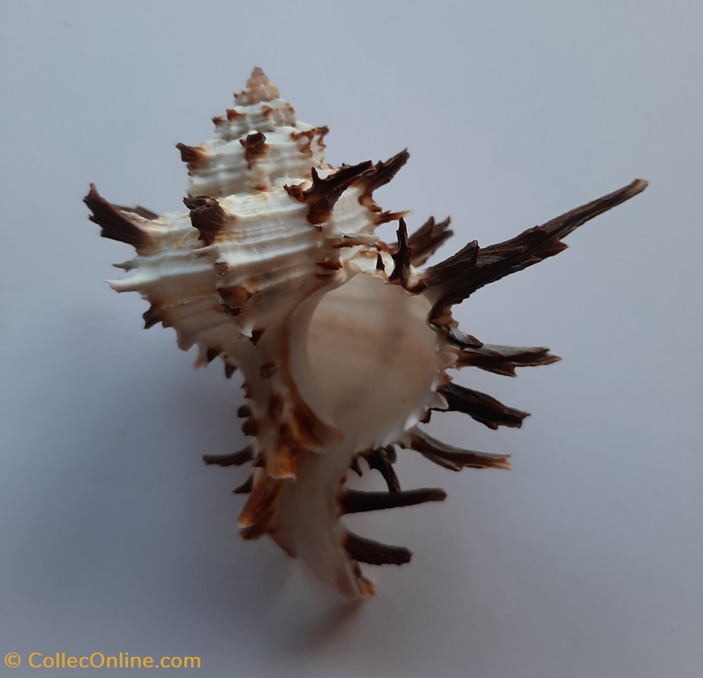Hexaplex cichoreus conchas y fosiles gastropoda hexaplex cichoreus