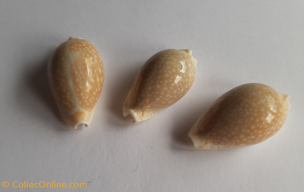 Erosaria miliaris conchas y fosiles gastropoda erosaria miliaris