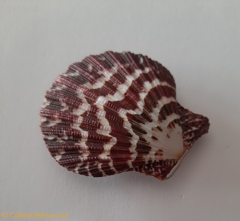 Gloripallum Pallum conchas y fosiles bivalvia gloripallum pallum