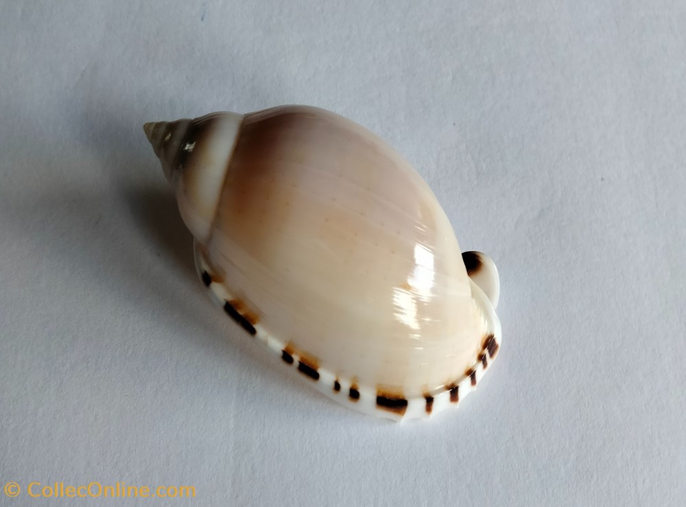 Casmaria erinaceus conchas y fosiles gastropoda casmaria erinaceus