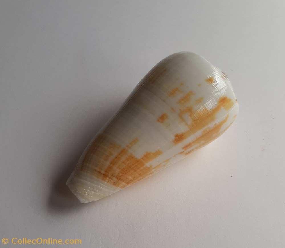 Conus magus conchas y fosiles conus magus