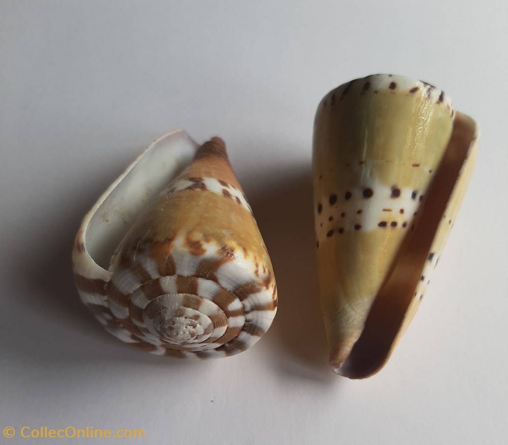 Conus mustelinus conchas y fosiles conus mustelinus