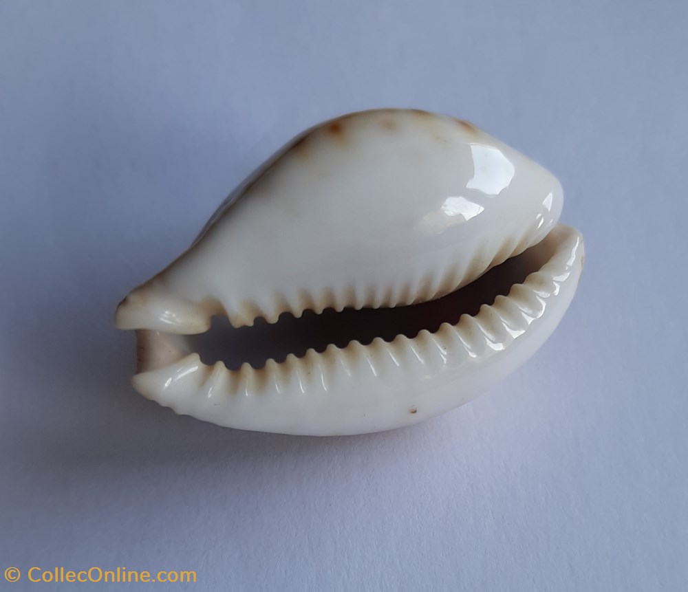 Cypraea lamarckii lamarckii conchas fosiles gastropoda cypraea lamarckii lamarckii