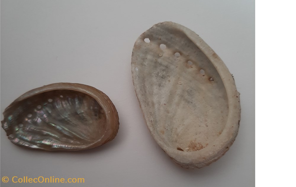 conchas y fosiles gastropoda haliotis tuberculata oreja de mar