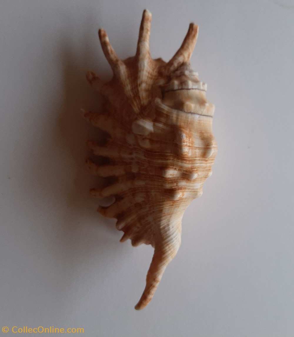 conchas y fosiles gastropoda lambis millipeda