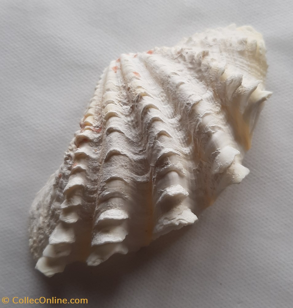 Tridacna Squamosa conchas y fosiles bivalvia tridacna squamosa