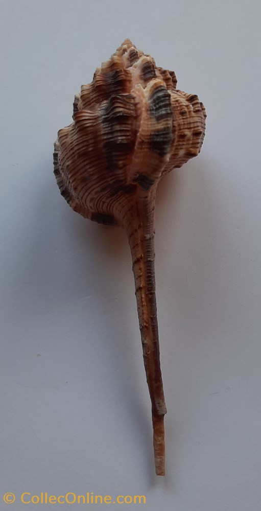 Haustellum Haustellum conchas y fosiles gastropoda haustellum haustellum