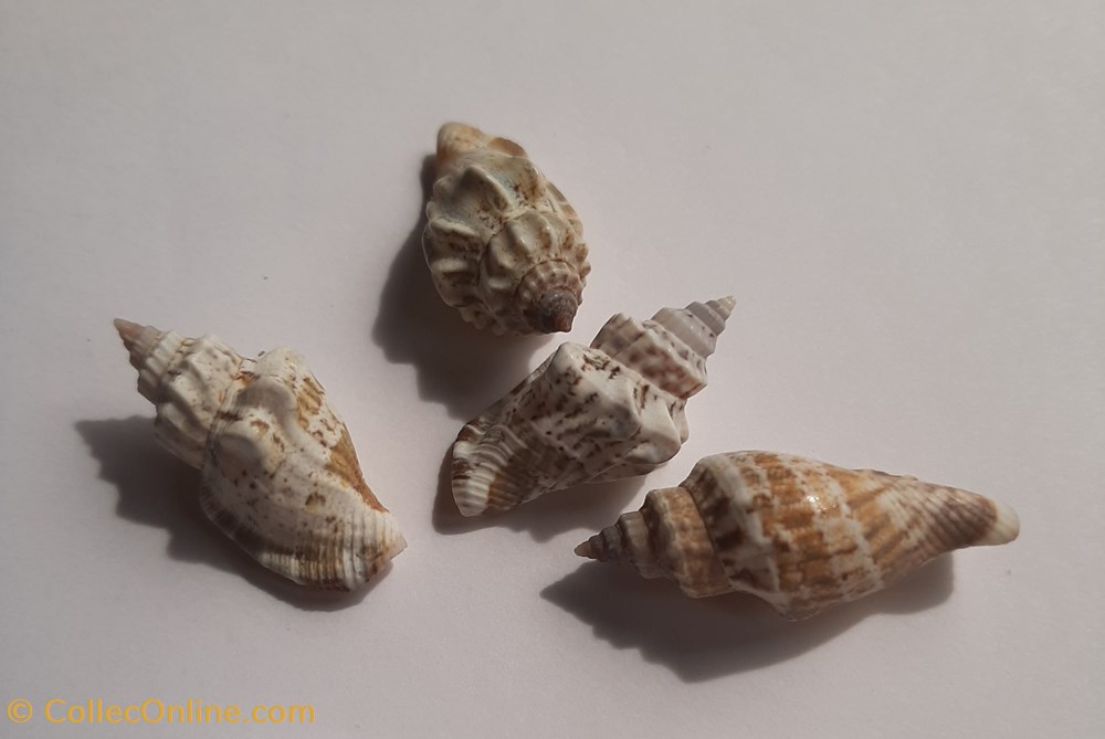conchas y fosiles gastropoda strombus labiatus