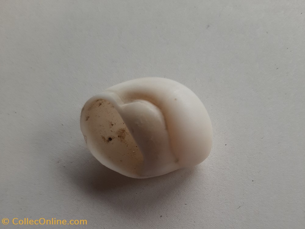 conchas y fosiles gastropoda polinices flemingianus