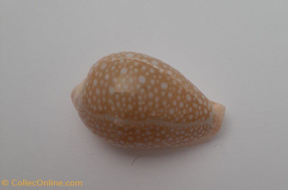 conchas fosiles gastropoda cypraea miliaris