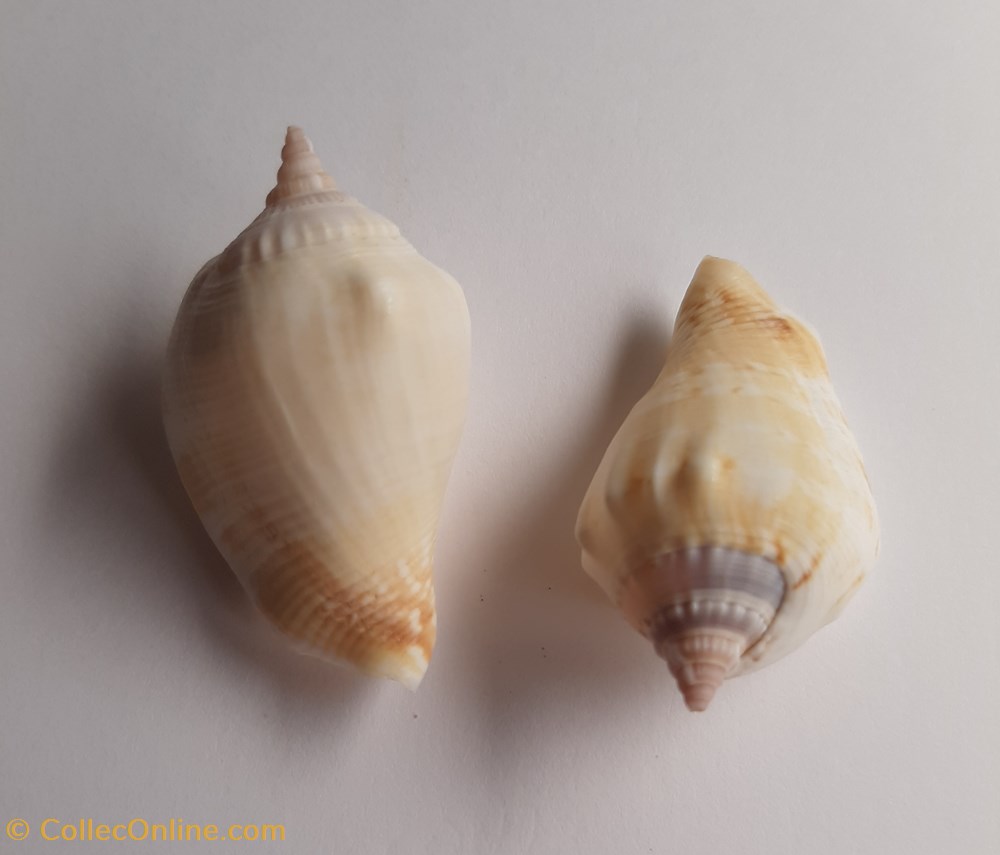 Margitrombus marginatus conchas y fosiles gastropoda margitrombus marginatus