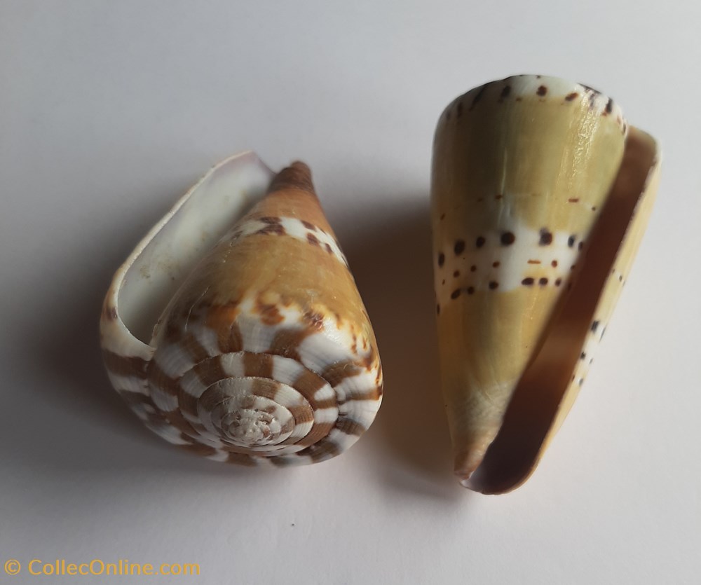Conus mustelinus conchas y fosiles gastropoda conus mustelinus