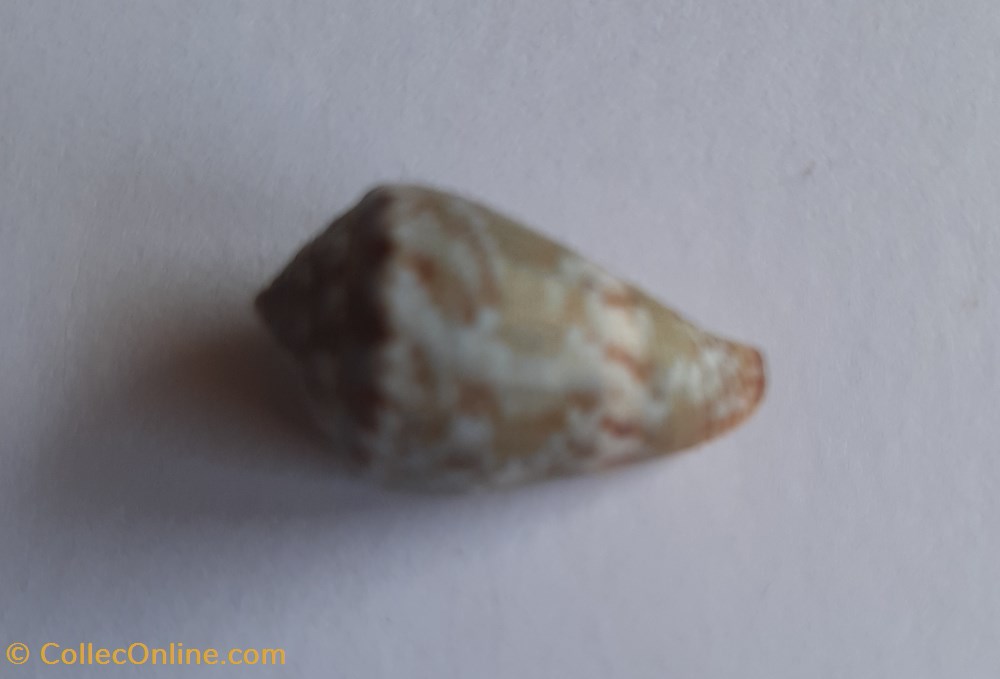 Conus ventricosus conchas y fosiles conus ventricosus