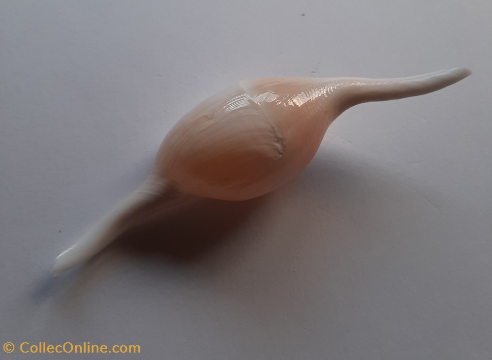 Volva Volva conchas y fosiles gastropoda volva volva