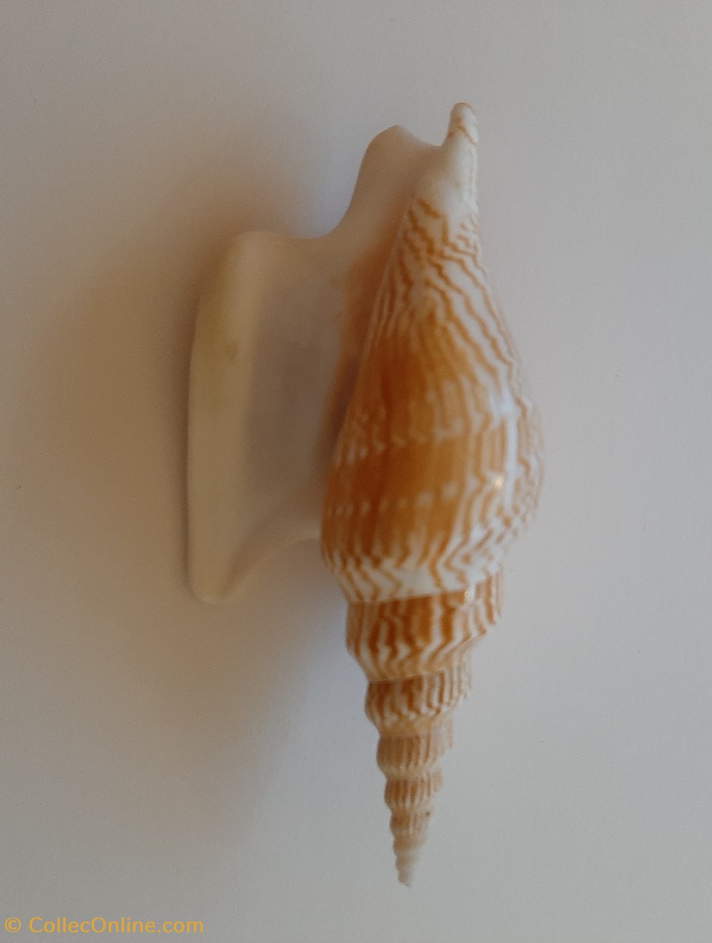 conchas y fosiles gastropoda mirabilistrombus listeri