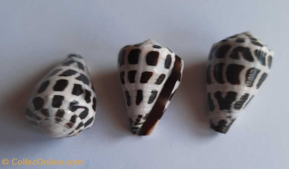 Conus ebraeus conchas y fosiles gastropoda conus ebraeus