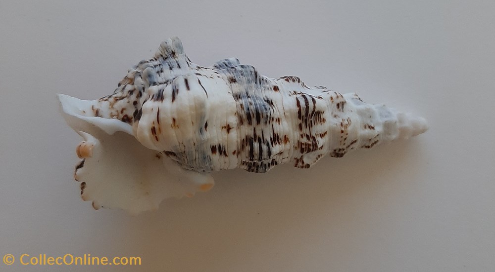 Cerithium Nodulosum conchas y fosiles gastropoda cerithium nodulosum