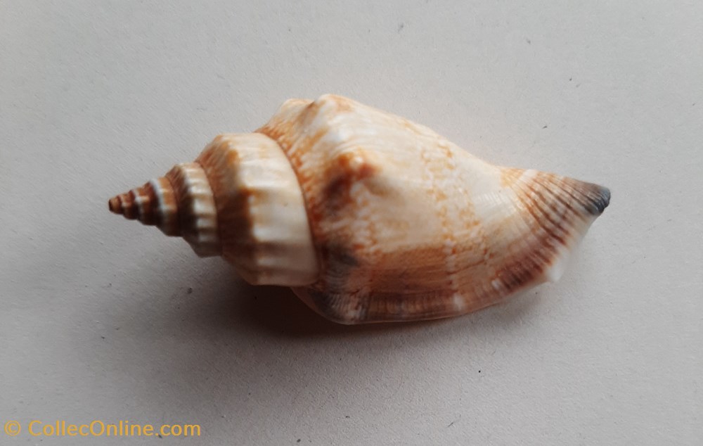 Stombus urceus conchas y fosiles gastropoda stombus urceus