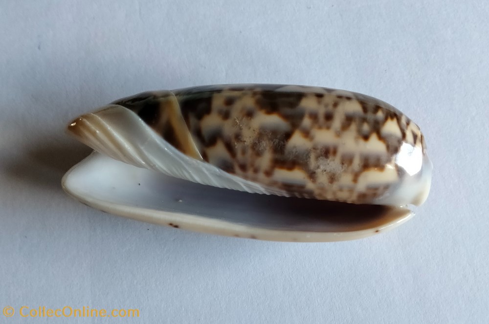Oliva ornata conchas y fosiles gastropoda oliva ornata