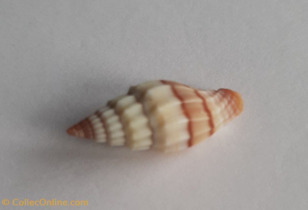 Vexilium Plicarium 3 conchas y fosiles gastropoda vexilium plicarium