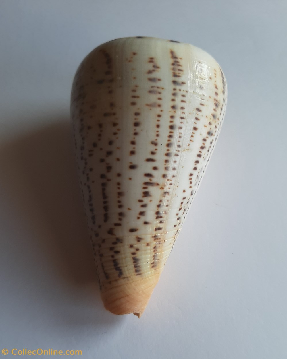 Conus suratensis conchas y fosiles gastropoda conus suratensis