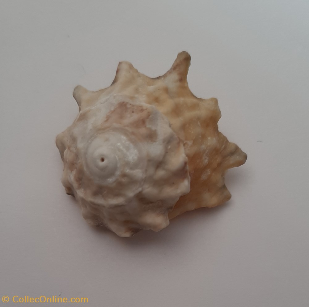 Astraea Calcar conchas y fosiles gastropoda astraea calcar