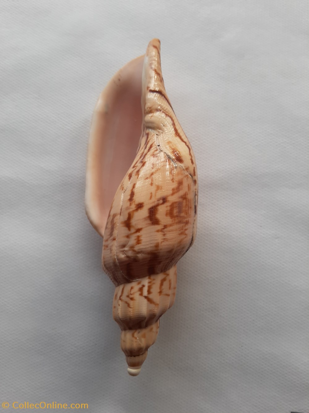 Fulgoraria hamillei conchas y fosiles gastropoda fulgoraria hamillei