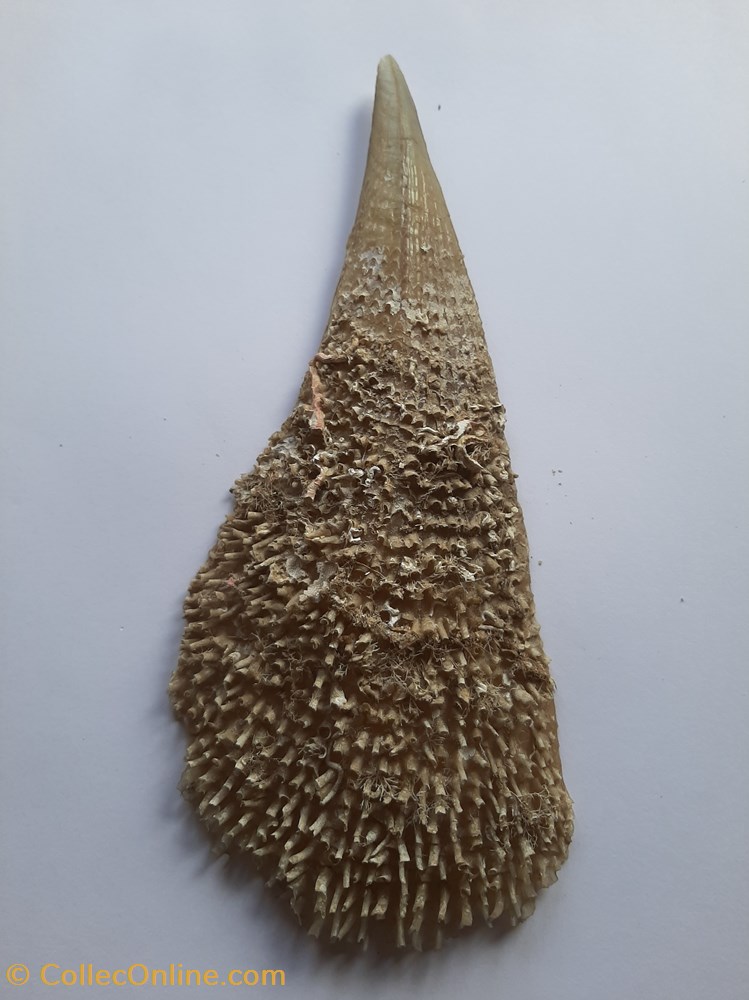 Pinna Nobilis (nacra) conchas y fosiles bivalvia pinna nobilis nacra