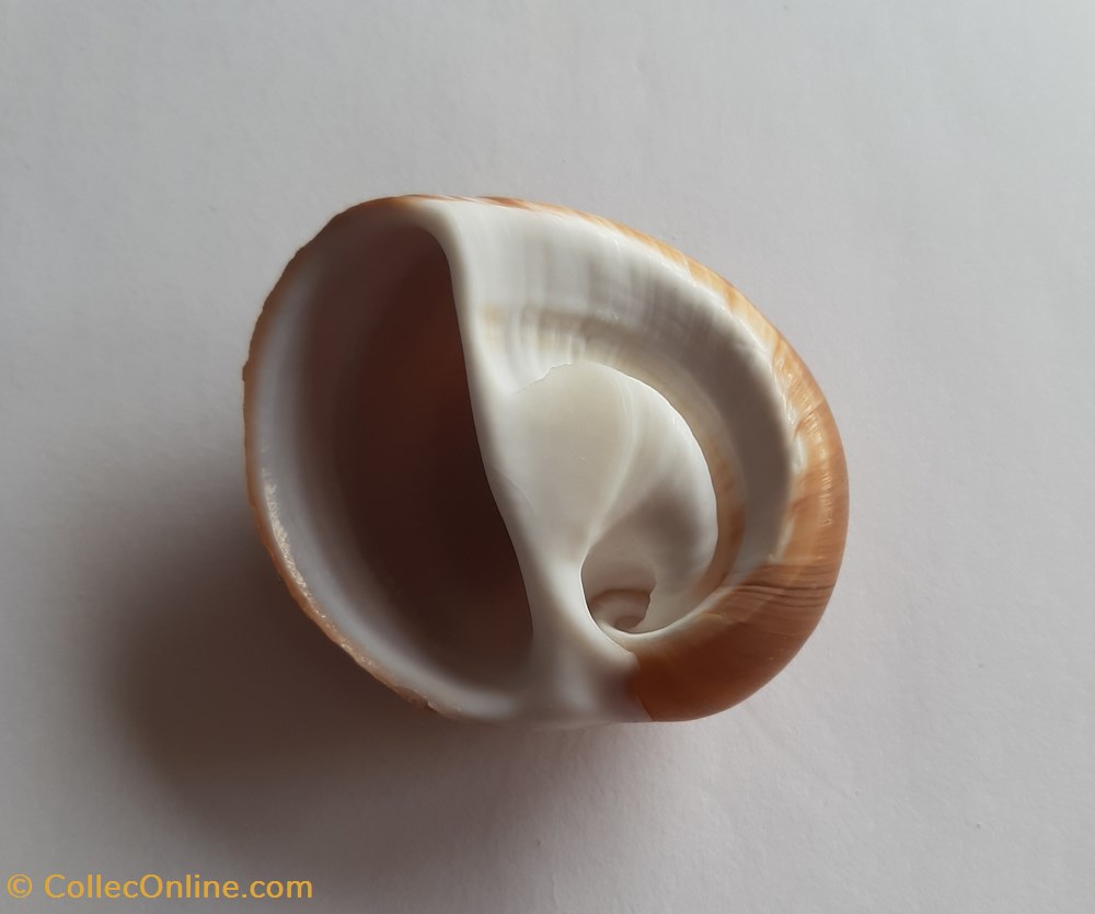 Polinices albumen conchas y fosiles gastropoda polinices albumen