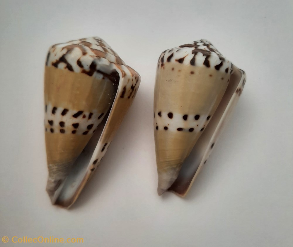 Conus Capitaneus conchas y fosiles conus capitaneus