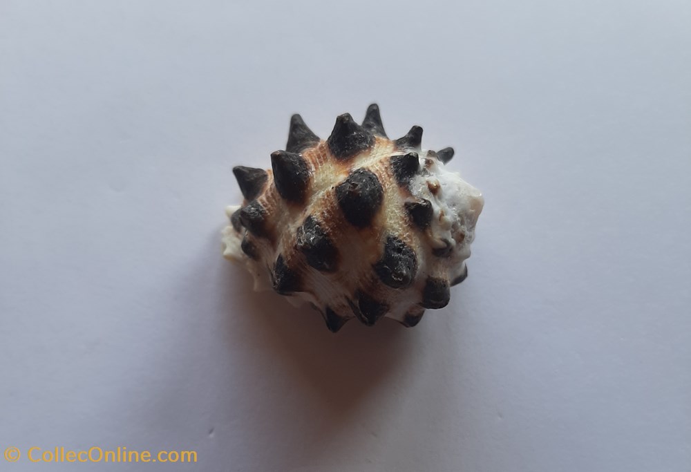 conchas y fosiles gastropoda drupa molum
