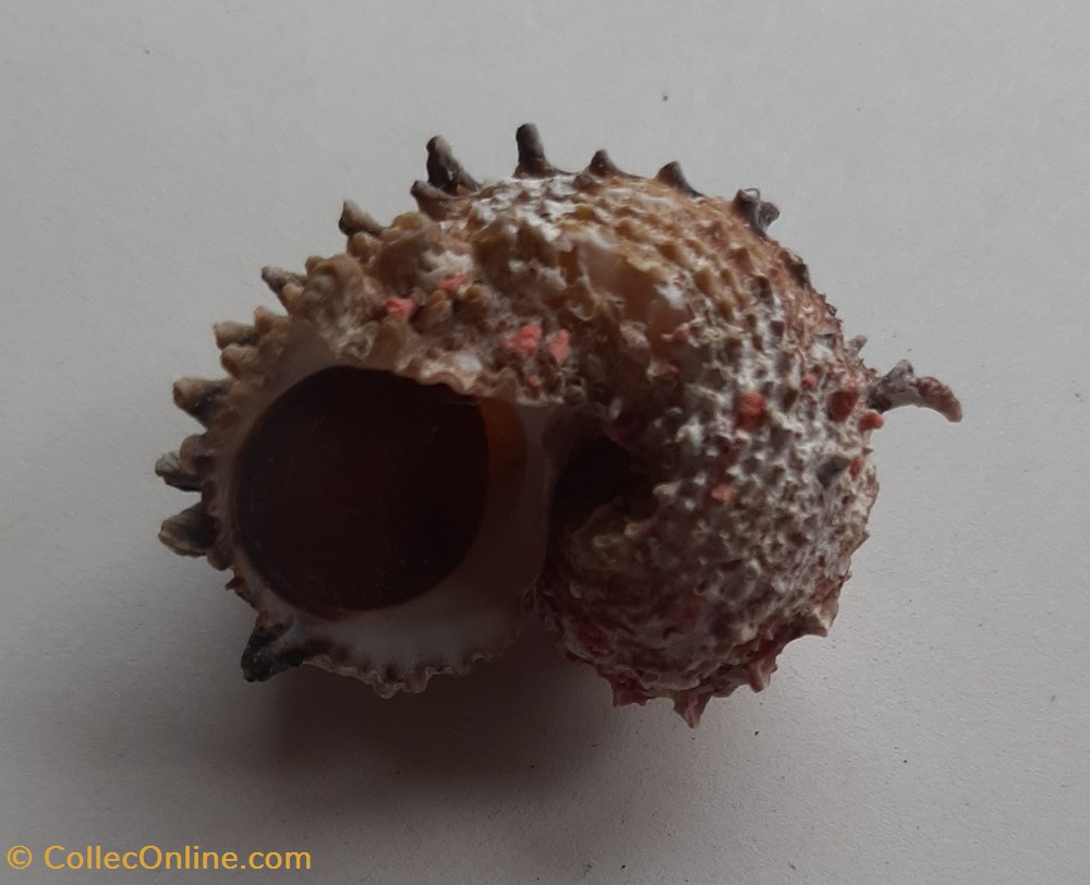 Angaria poppei conchas y fosiles gastropoda angaria poppei