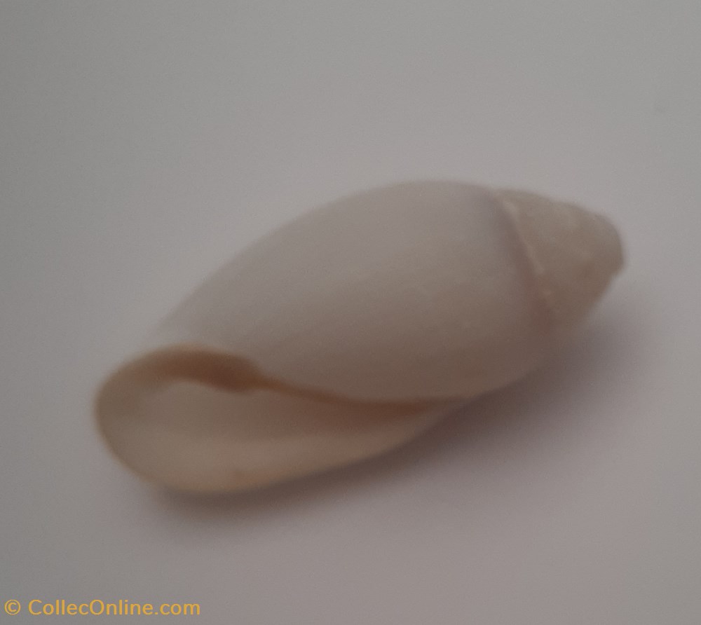 Mitra Nucea conchas y fosiles gastropoda mitra nucea