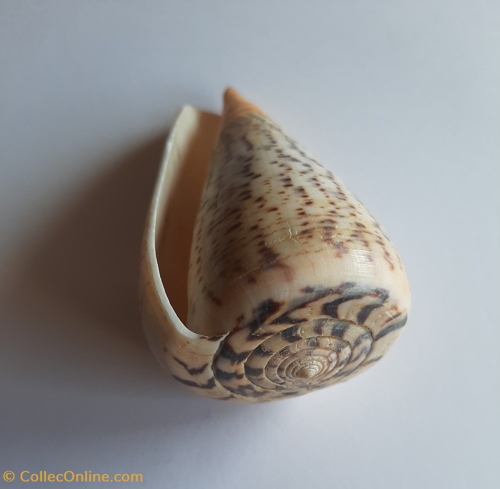 Conus suratensis conchas y fosiles conus suratensis