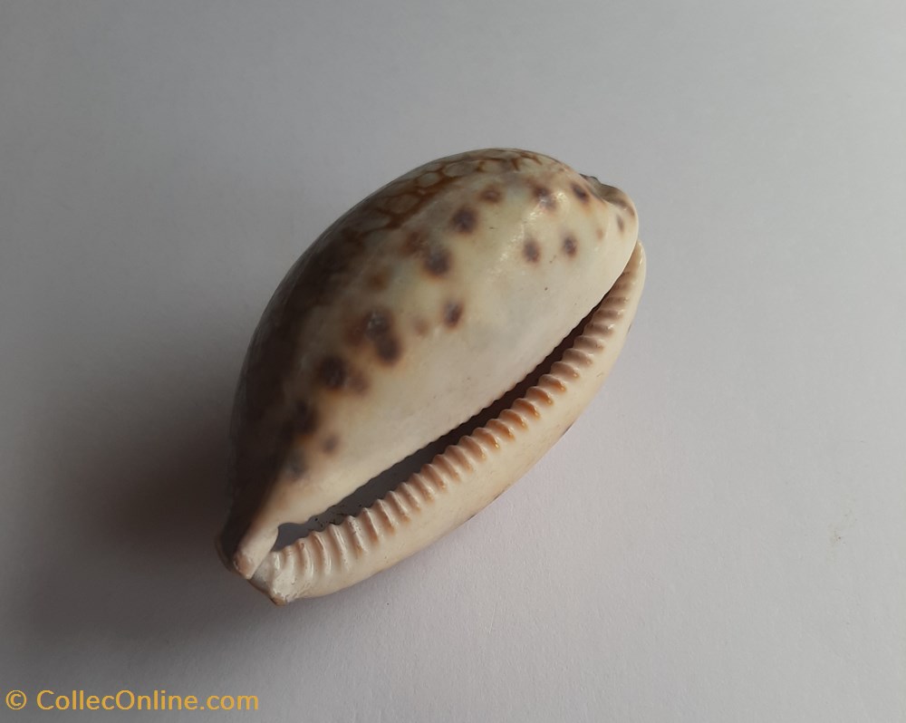 Mauritia histrio conchas y fosiles gastropoda mauritia histrio